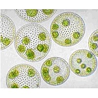 Колониални зелени водорасли - микроскопска проба