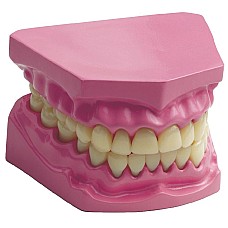 Анатомичен модел на човешки зъби, Образователни материали 7-12 клас