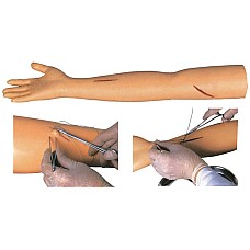 Mодел  на ръка за практическо обучение, Анатомия на човека