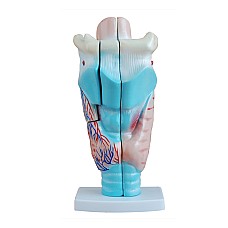 Човешки ларинкс – анатомичен модел, Анатомия на човека