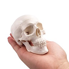 Човешки череп мини, Анатомия на човека