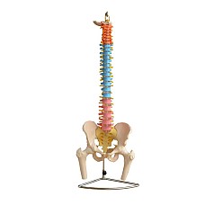 Гръбначен стълб с таз и бедрена кост, Анатомия на човека