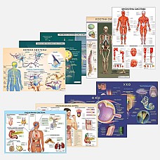 Анатомия на човека - комплект 9 ламинирани табла 100/70 см., Образователни табла и карти