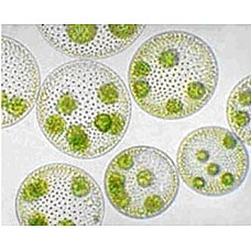 Колониални зелени водорасли - микроскопска проба, Образователни материали 7-12 клас