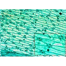 Листо с устица - микроскопска проба, Образователни материали 7-12 клас