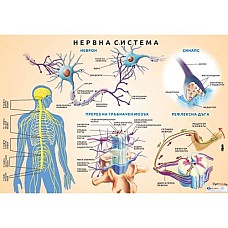 Образователно табло "Централна нервна система", Образователни табла и карти