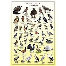 Птиците в България - мини табло А3, Образователни табла и карти