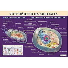 Образователно табло "Устройство на клетката", Образователни табла и карти