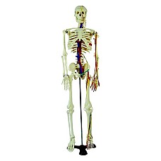 Анатомичен модел на човешки скелет с артерии и нерви, Образователни материали 7-12 клас